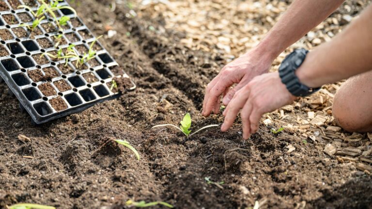 smallholder farmers